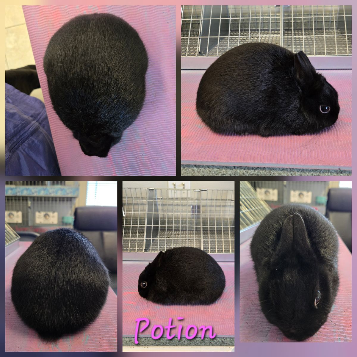 Purebred Polish girl mini size