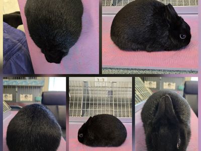 Purebred Polish girl mini size