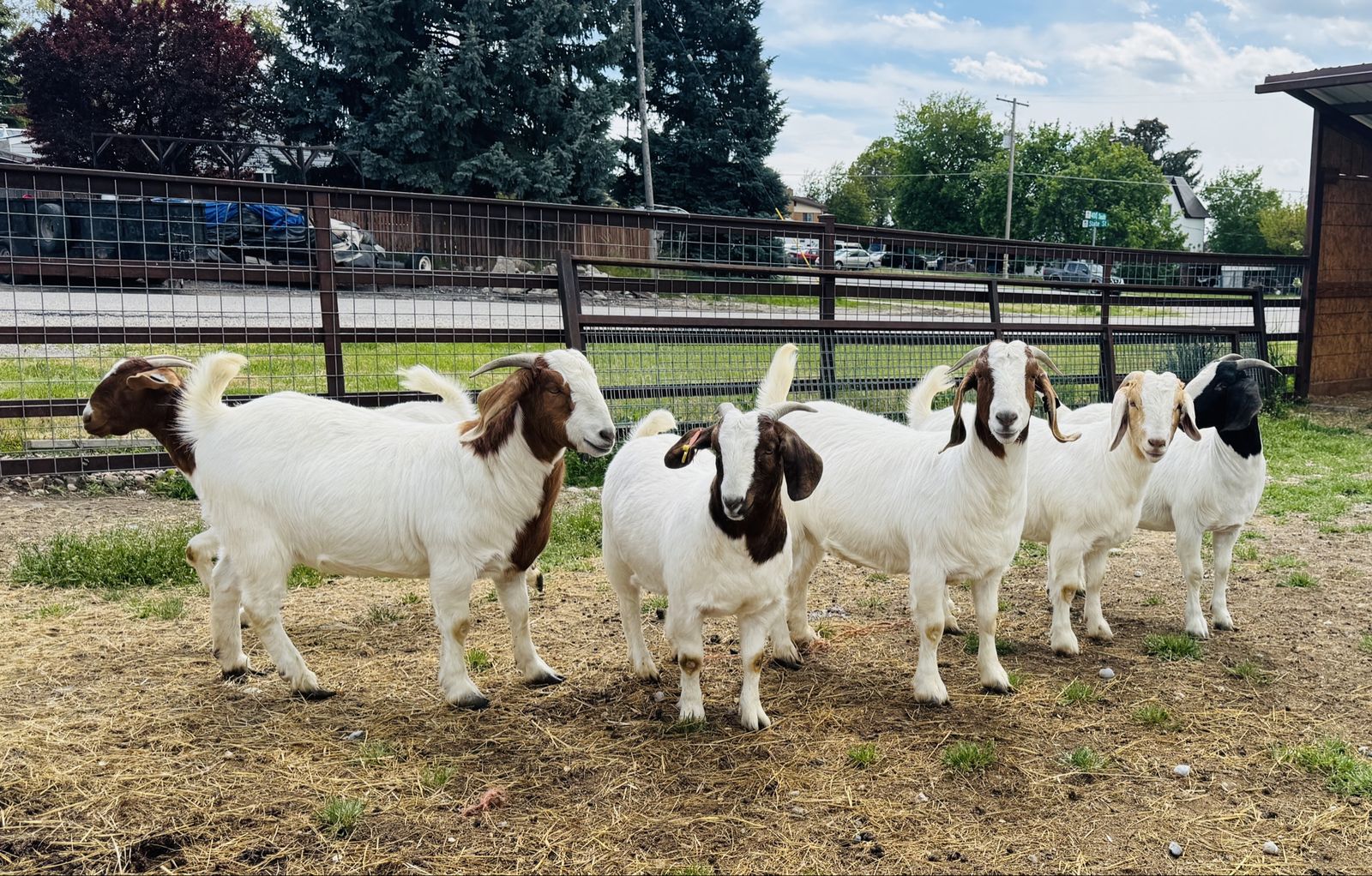 Boer Goat Does For Sale