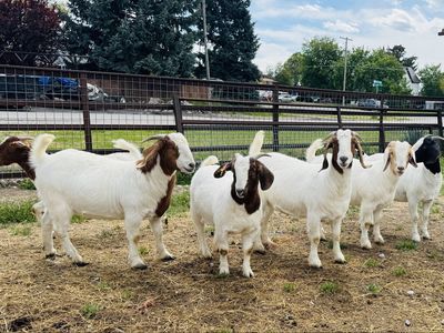 Boer Goat Does For Sale