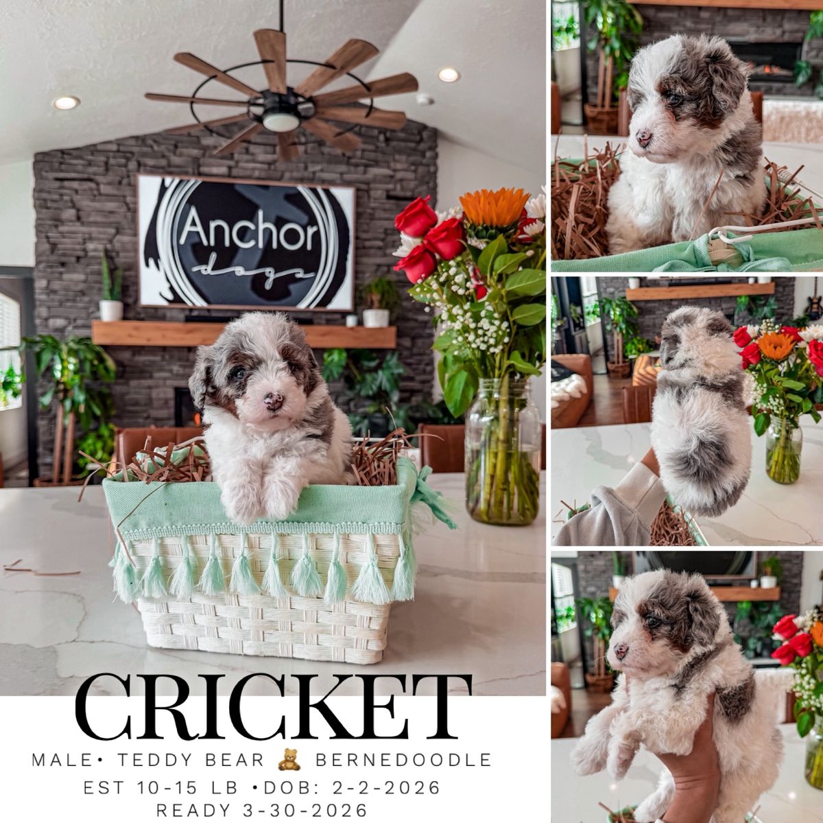 Teddy Bear 🧸 Micro Mini Bernedoodles 10-15lb