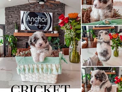 Teddy Bear 🧸 Micro Mini Bernedoodles 10-15lb