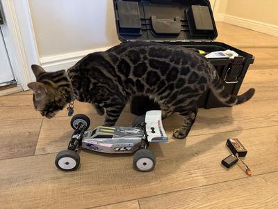 Losi mini-b brushless