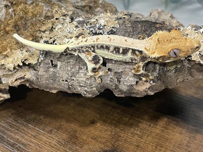 Young Lilly White Crested Gecko