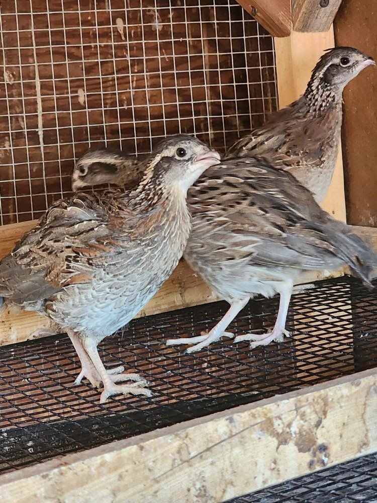 Variety of Juvenile Quail - Pen ready