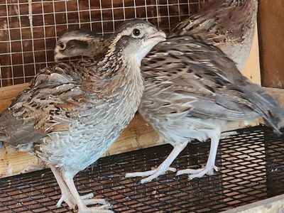 Variety of Juvenile Quail - Pen ready