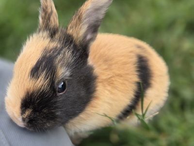 Japanese Harlequin Baby Bunny Rabbits