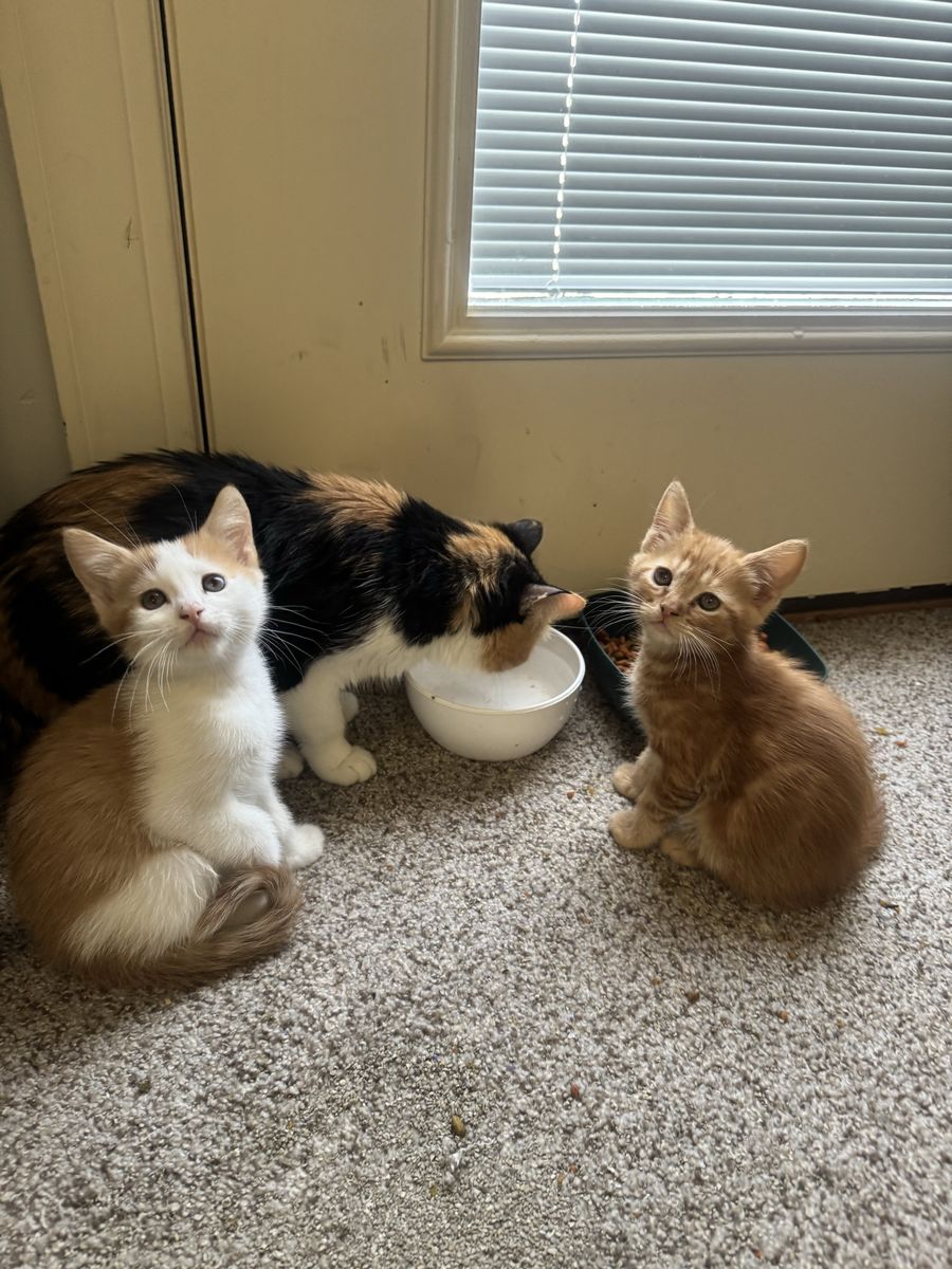 8 week old kittens, 1/2 short hair Persian