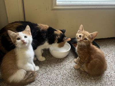 8 week old kittens, 1/2 short hair Persian
