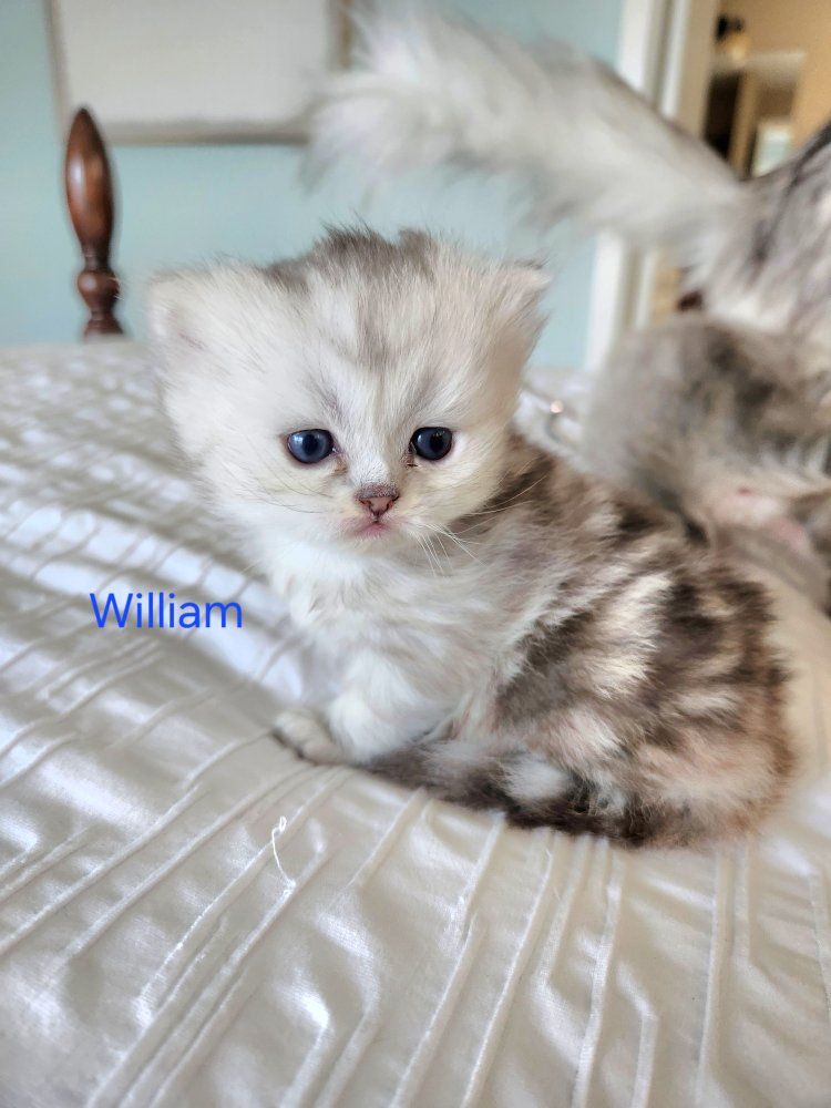 Purebred Dollface Persian Kittens