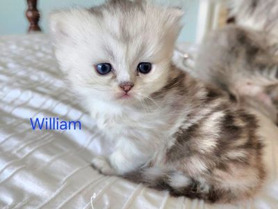 Purebred Dollface Persian Kittens