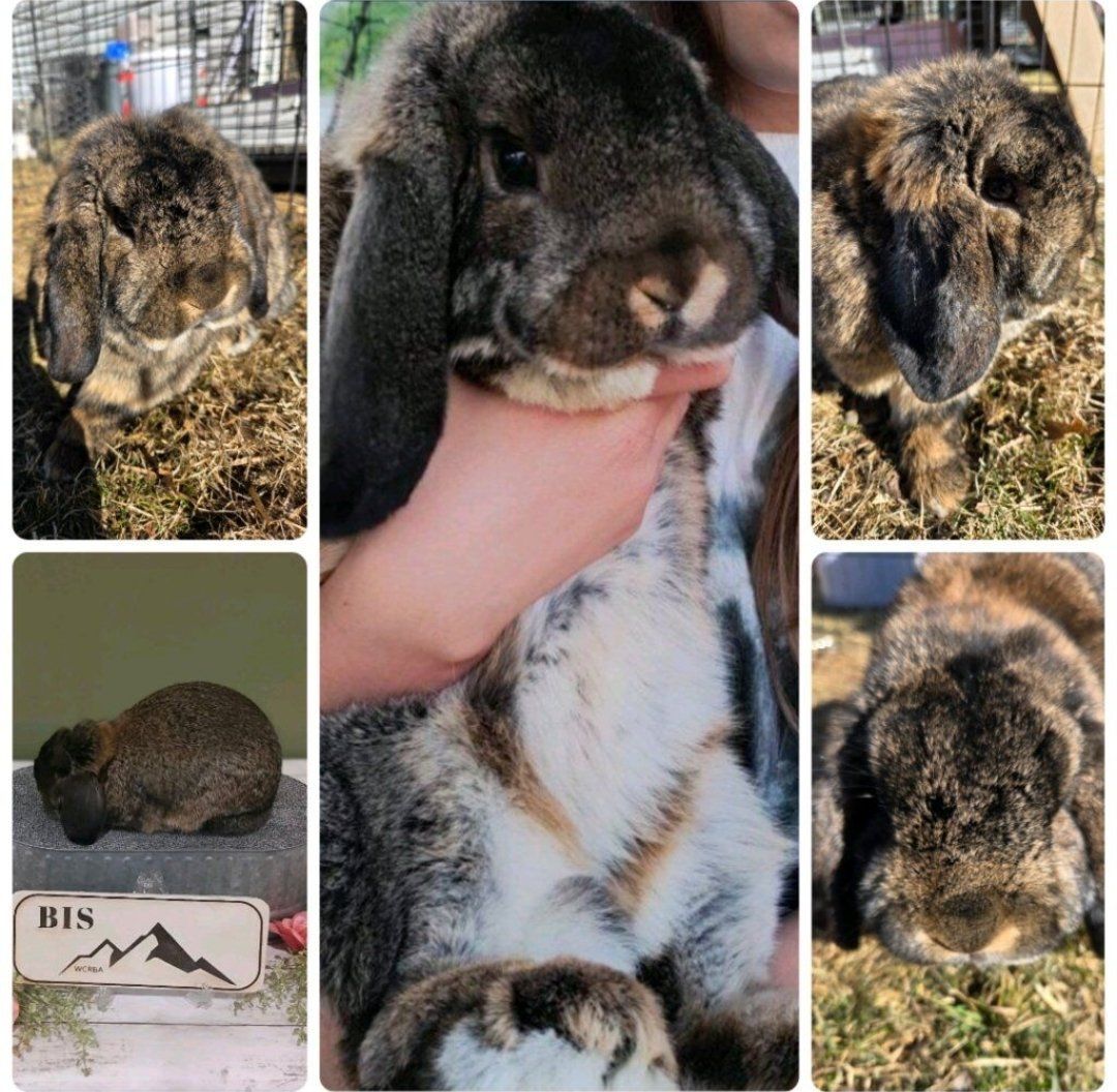 Show Mini Lop Bunny Rabbit