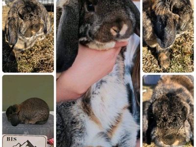 Show Mini Lop Bunny Rabbit