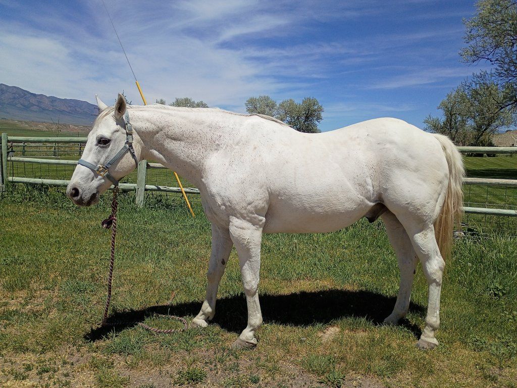 21 Year Old Gelding