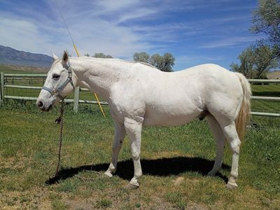 21 Year Old Gelding