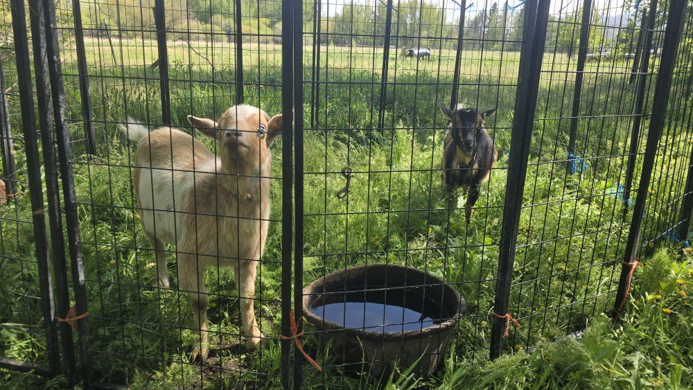 Goats
