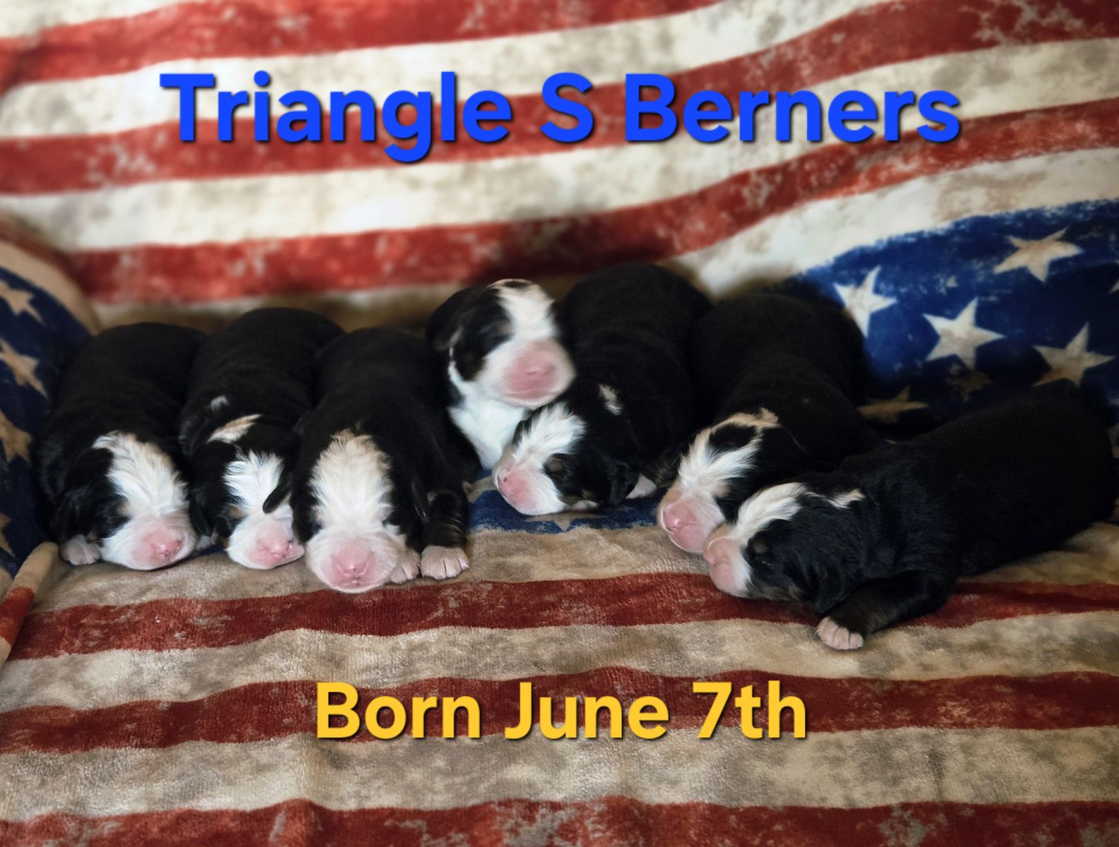 AKC Bernese Mountain Dog Puppies - OFA & Proven genetics