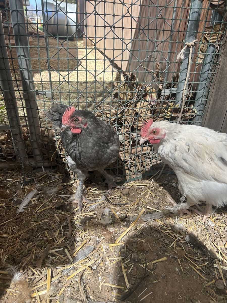 Blue copper maran rooster