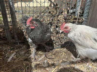 Blue copper maran rooster