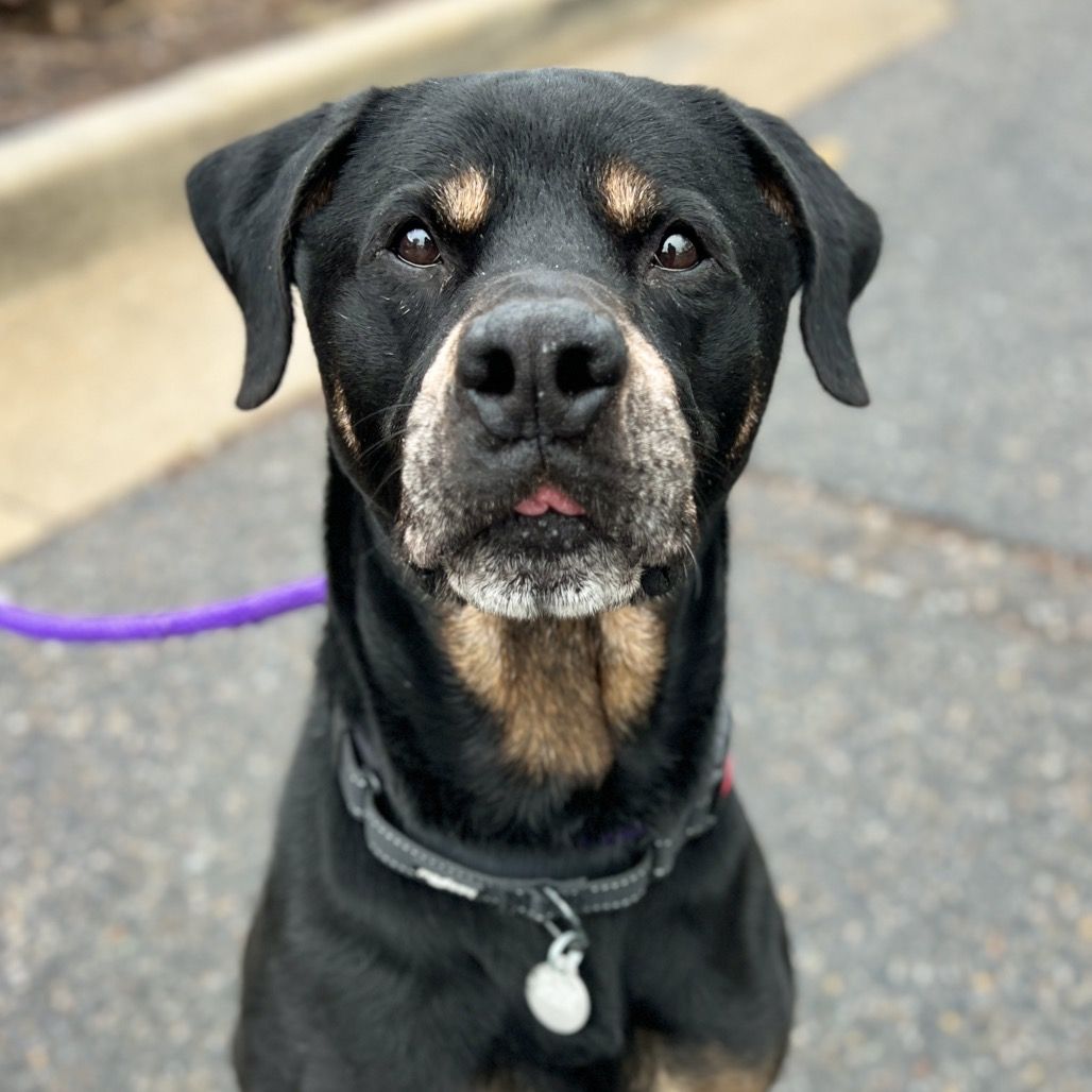 Hello my name is Ranger