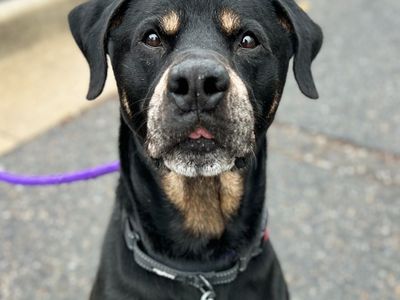 Hello my name is Ranger