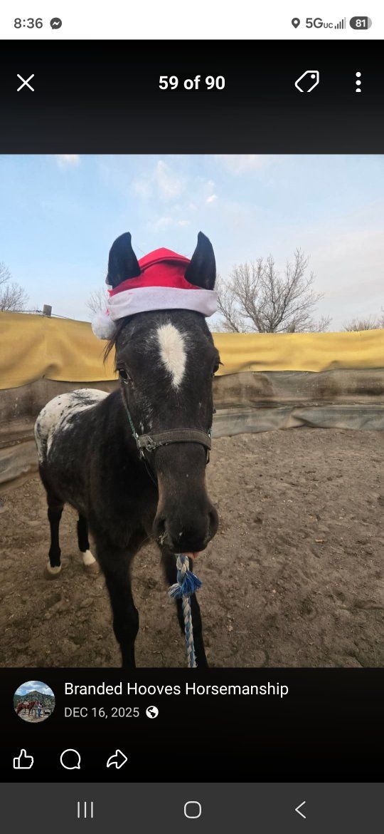 5 year old grade appaloosa