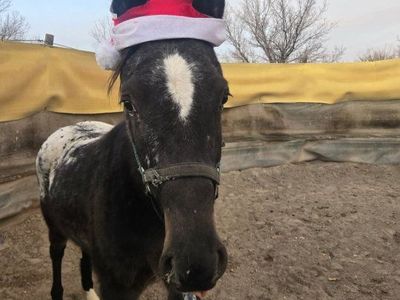 5 year old grade appaloosa