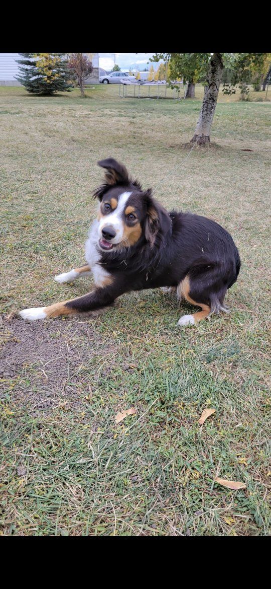5 year old mini Aussie (female)