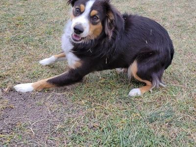5 year old mini Aussie (female)
