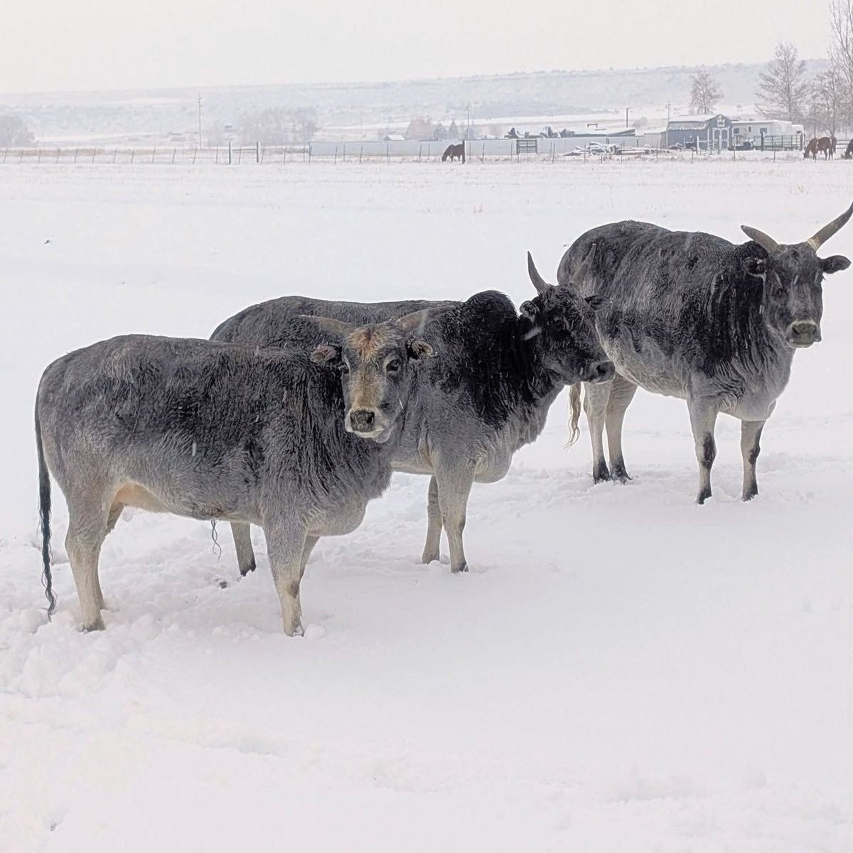 3 head Miniature Zebu cows