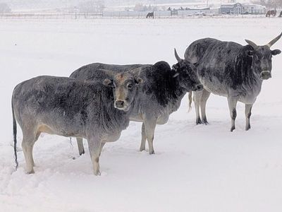 3 head Miniature Zebu cows