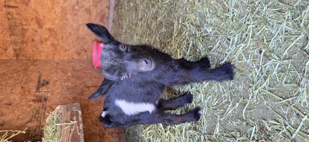 ADGA Nigerian dwarf doeling