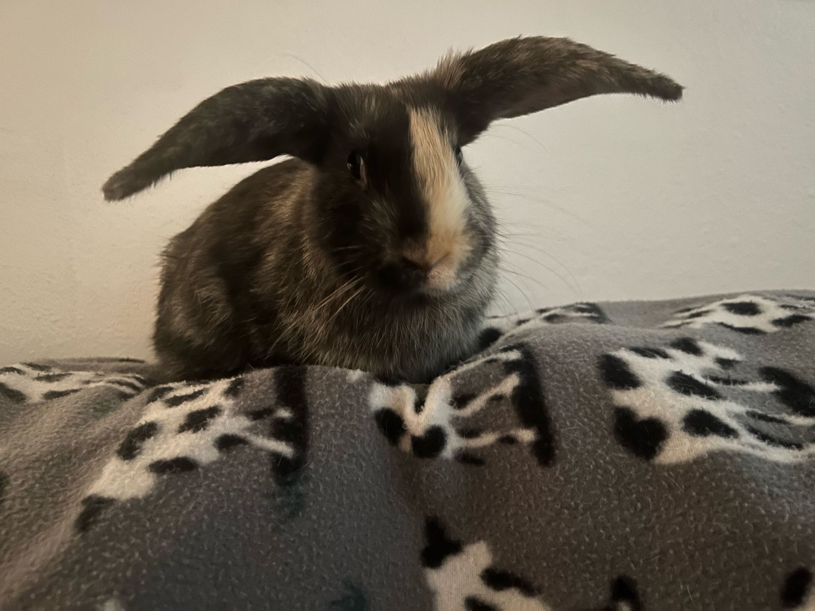 Rehoming male bunny 