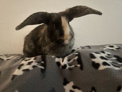Rehoming male bunny