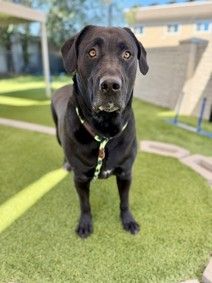 A126718 Zuzu, Available for Adoption