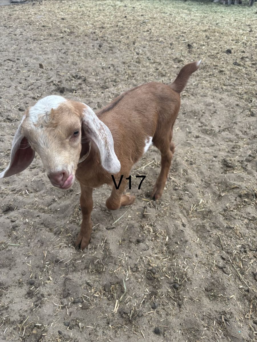 Polled Nubian bucklings