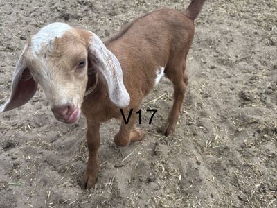 Polled Nubian bucklings
