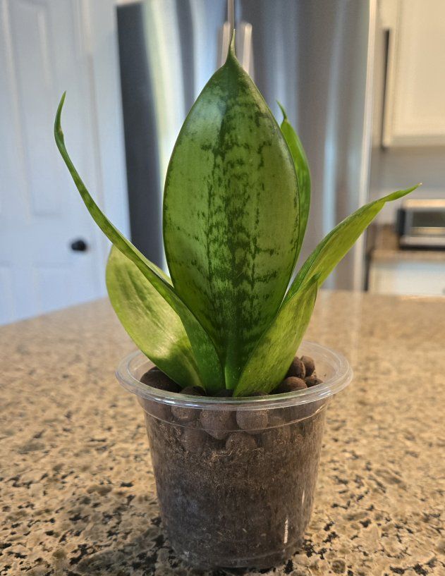 Baby Snake Plant