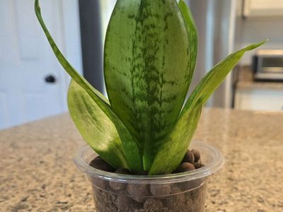 Baby Snake Plant