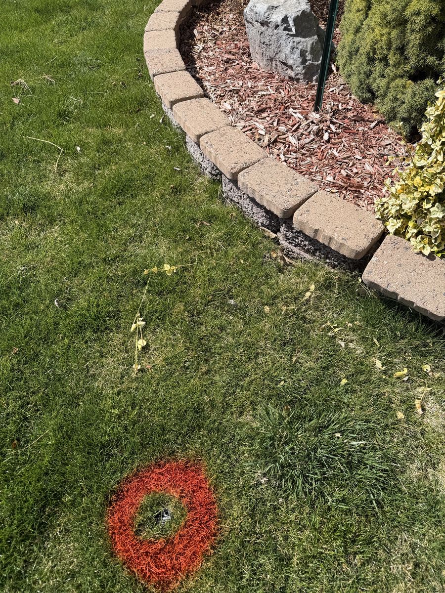 100 Feet Landscaping Brick (Free)