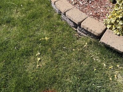 100 Feet Landscaping Brick (Free)