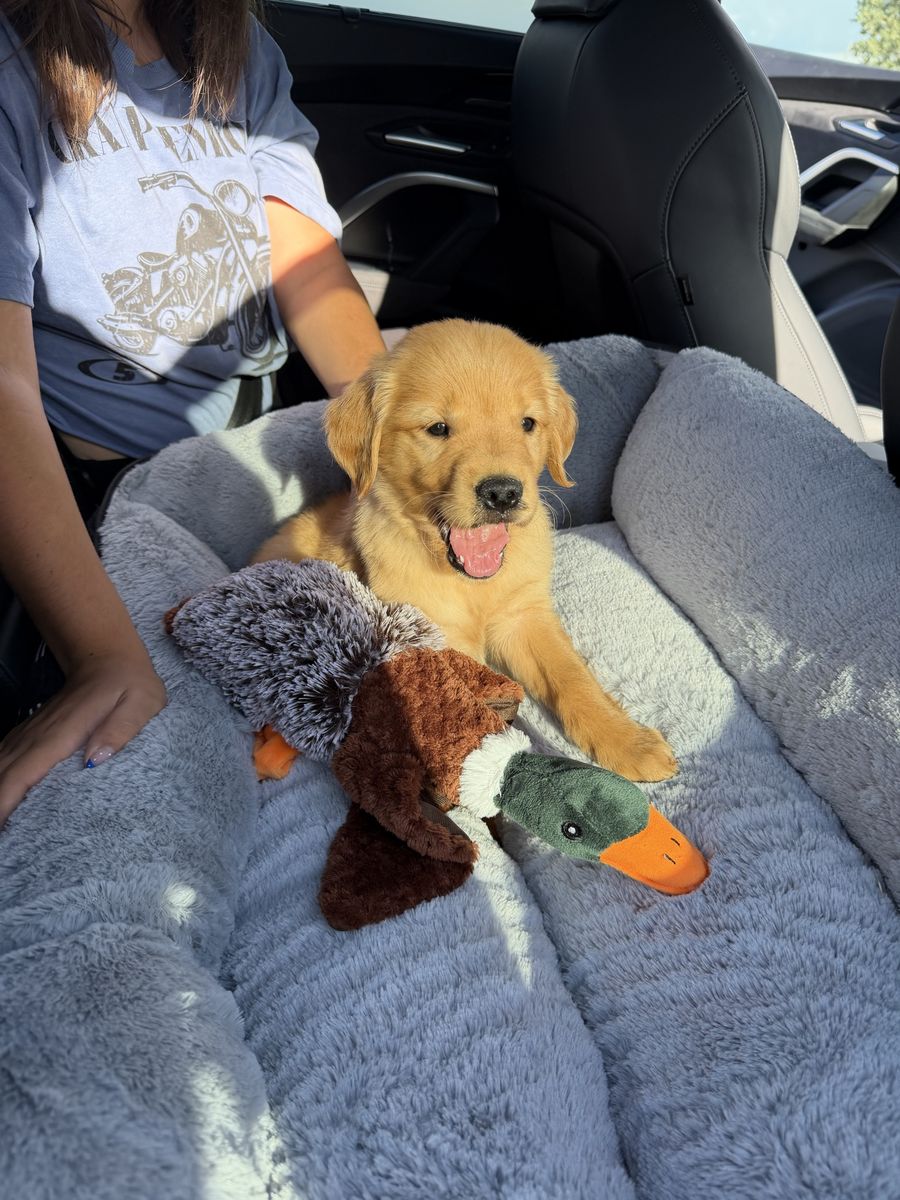 AKC Female Golden Retriever Puppy