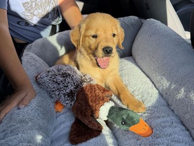 AKC Female Golden Retriever Puppy