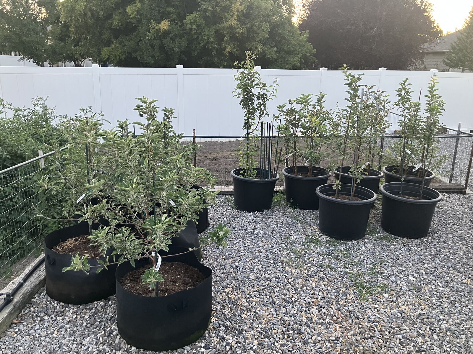 Fruit Trees “Popular Varieties ”