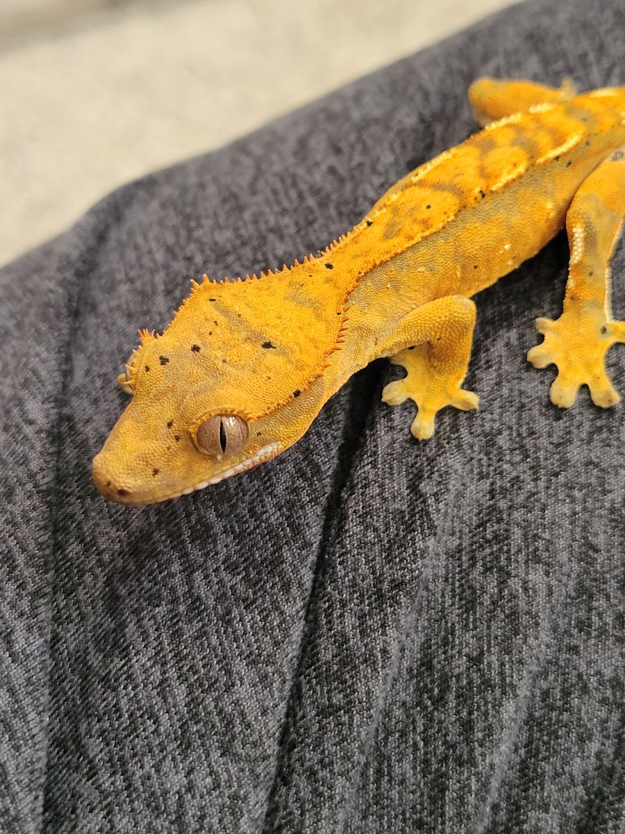 Adorable Baby Crested Gecko