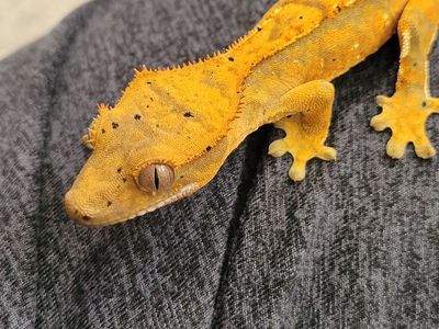 Adorable Baby Crested Gecko