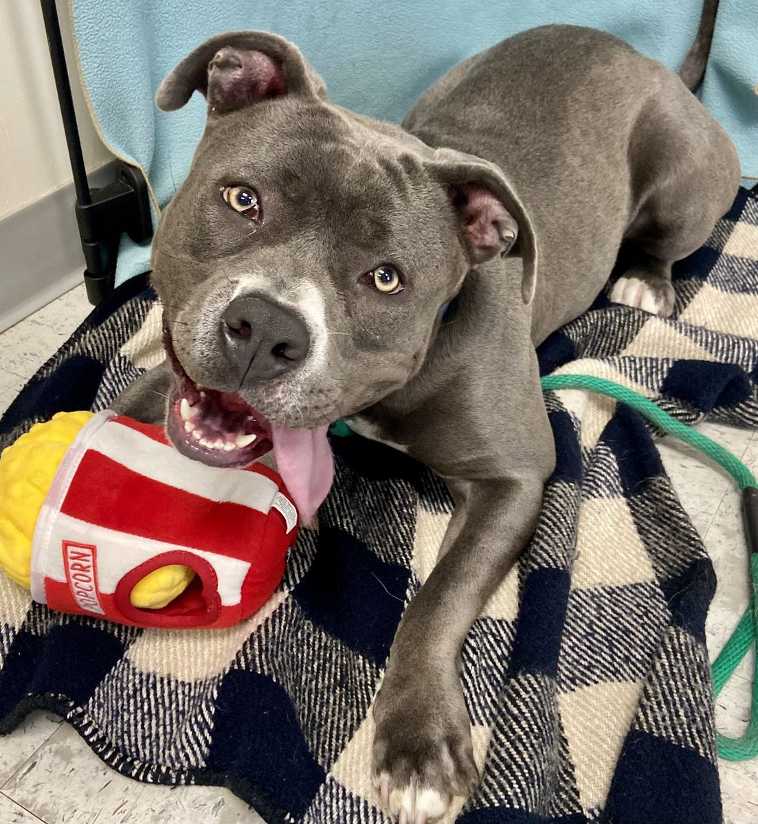 Available for Adoption. A162509 Mash!