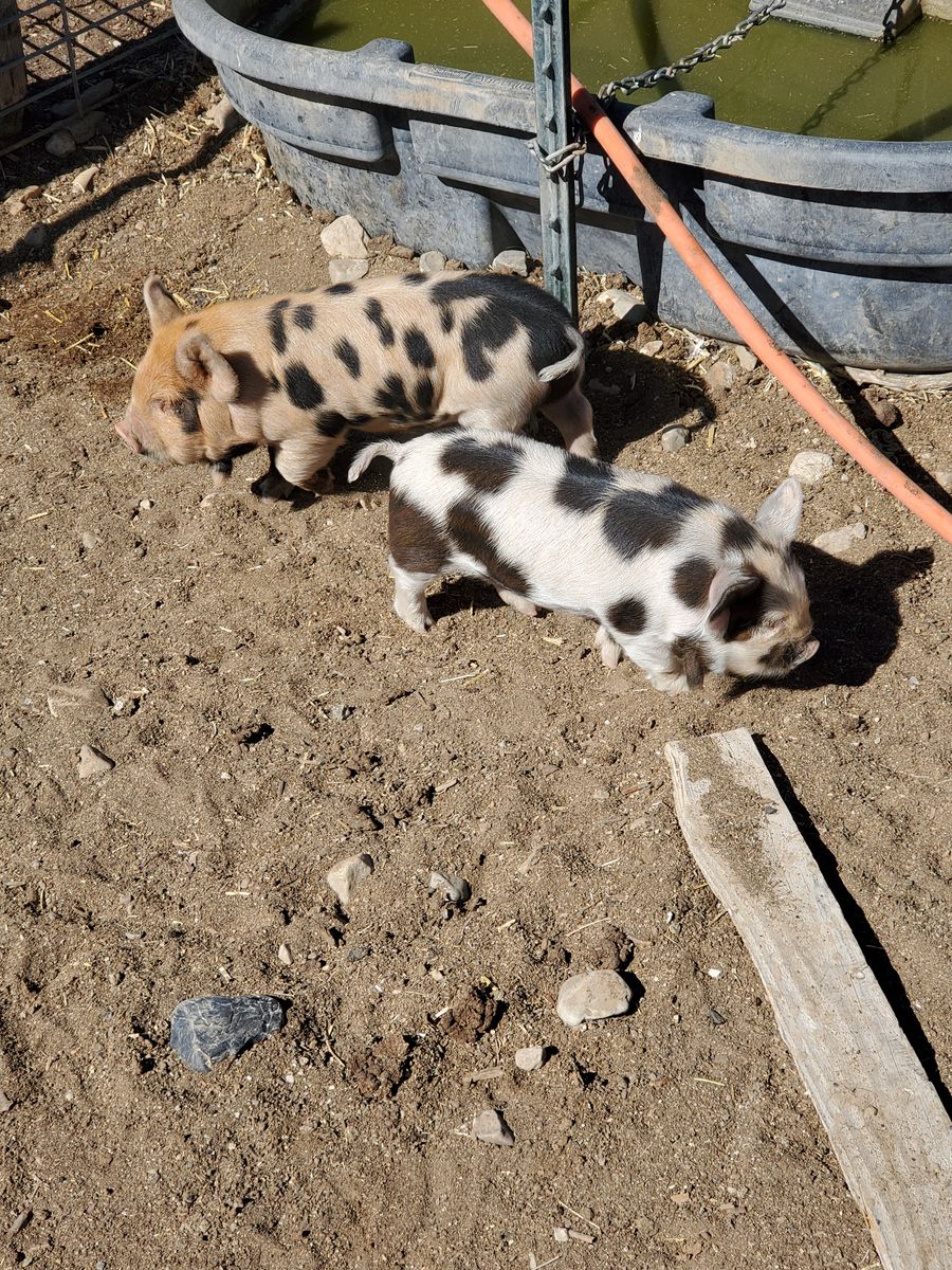 IPP Kune Kune cross Gilts