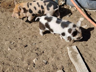 IPP Kune Kune cross Gilts