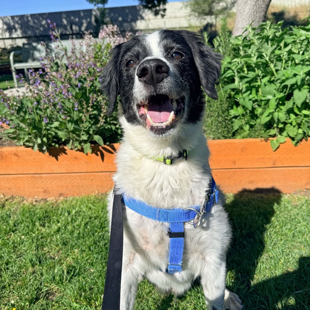 Hello my name is Loki